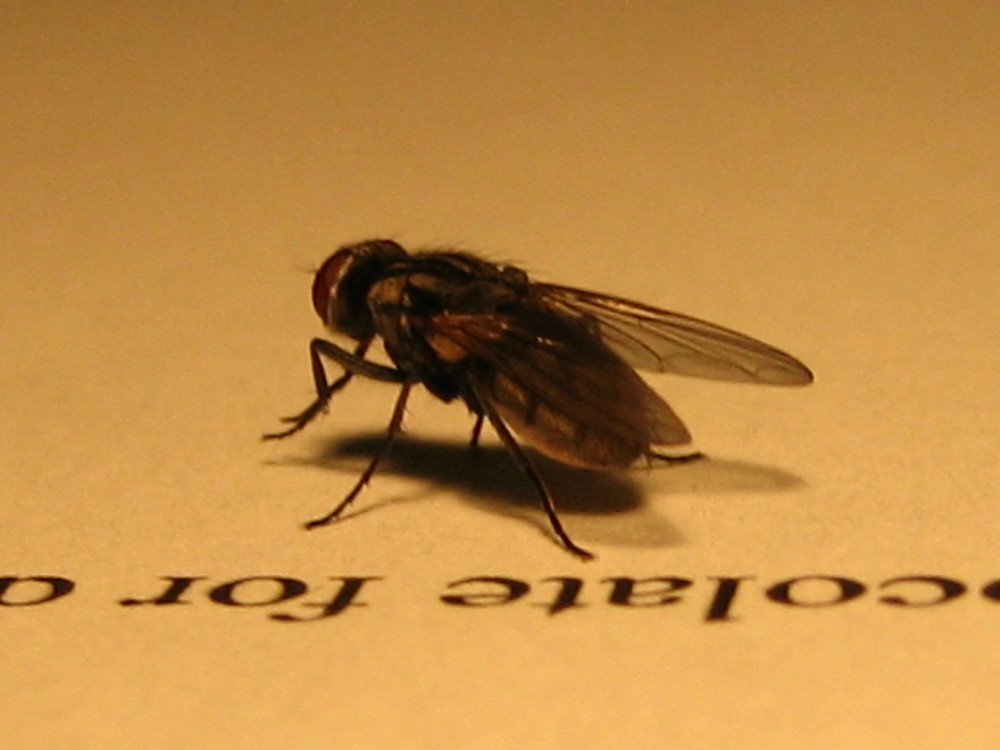 A LETTERED FLY...