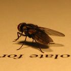 A LETTERED FLY...