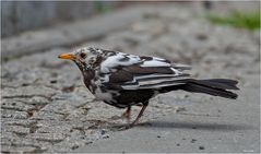 A leucistic blackbird