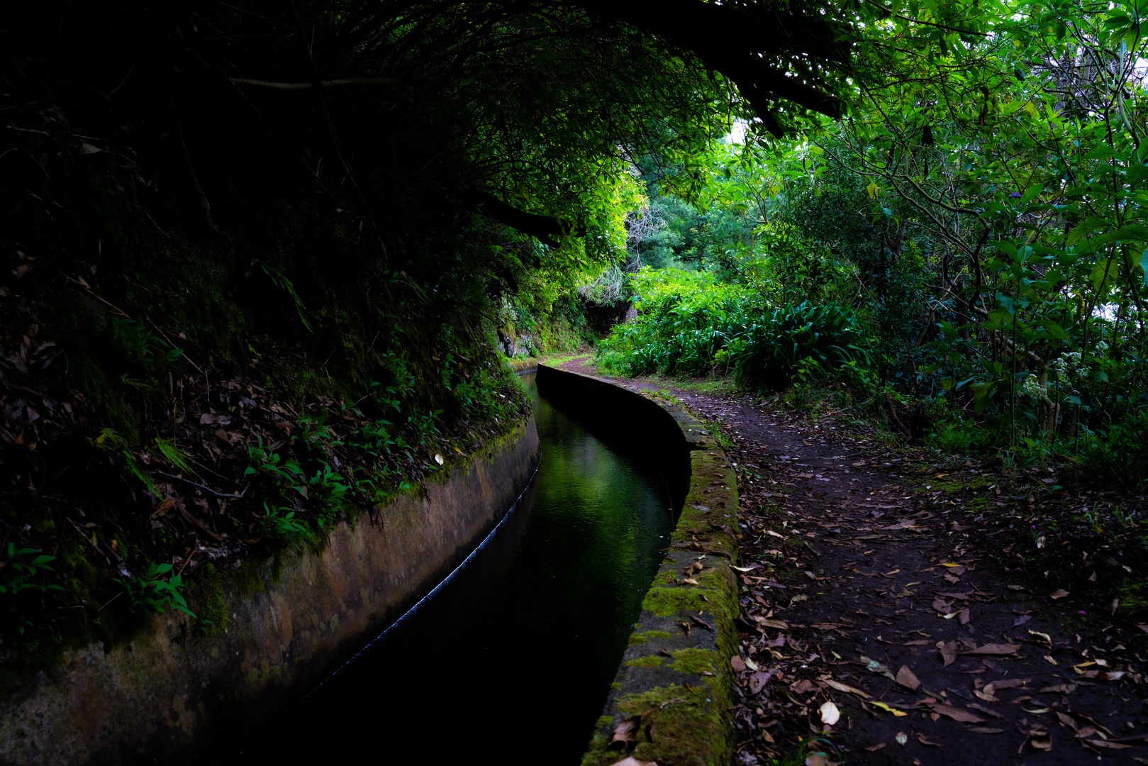 A Levada na floresta