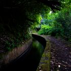 A Levada na floresta