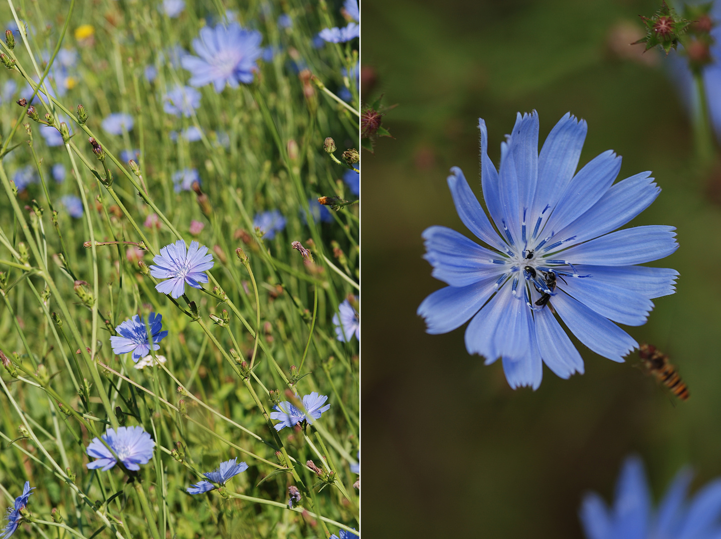 A lighter shade of Blue