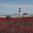 A Lighthouse Named Desire