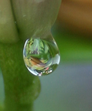 a lilly's tear