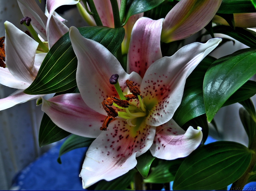 A lily 4 Heidi!