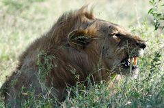 a Lion in iMfolozi game reserve
