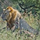 a Lion in iMfolozi game reserve, afrika