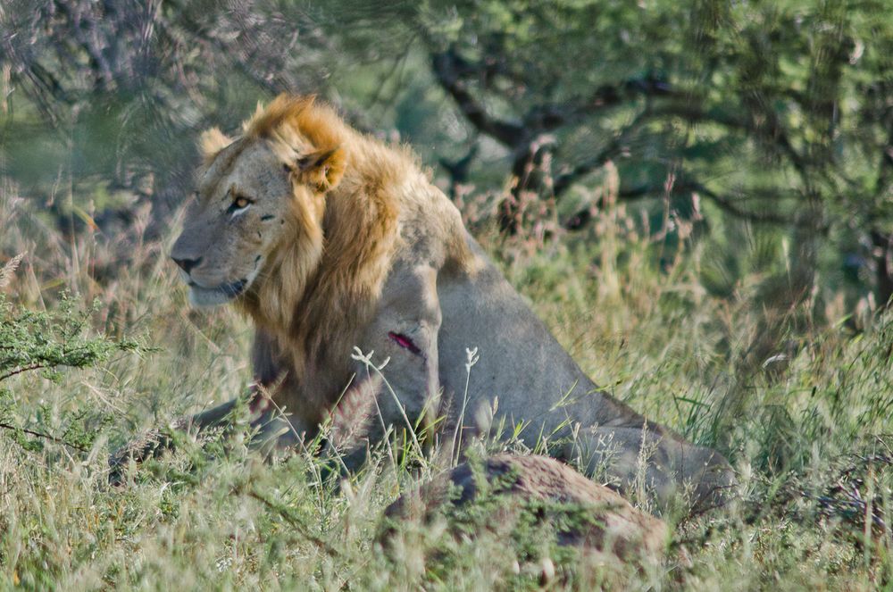 a Lion in iMfolozi game reserve, afrika