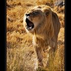 A Lion is roaring for food