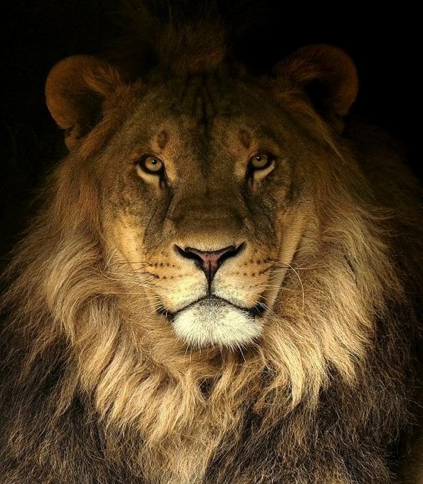 a lion portrait