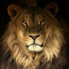 a lion portrait