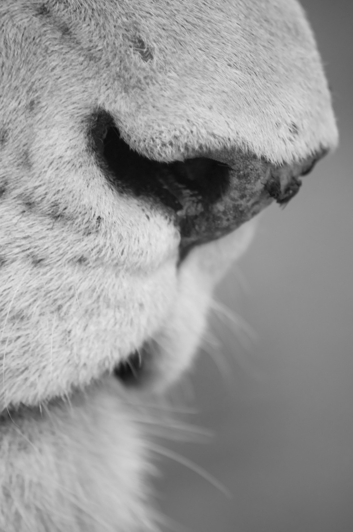 a lions nose