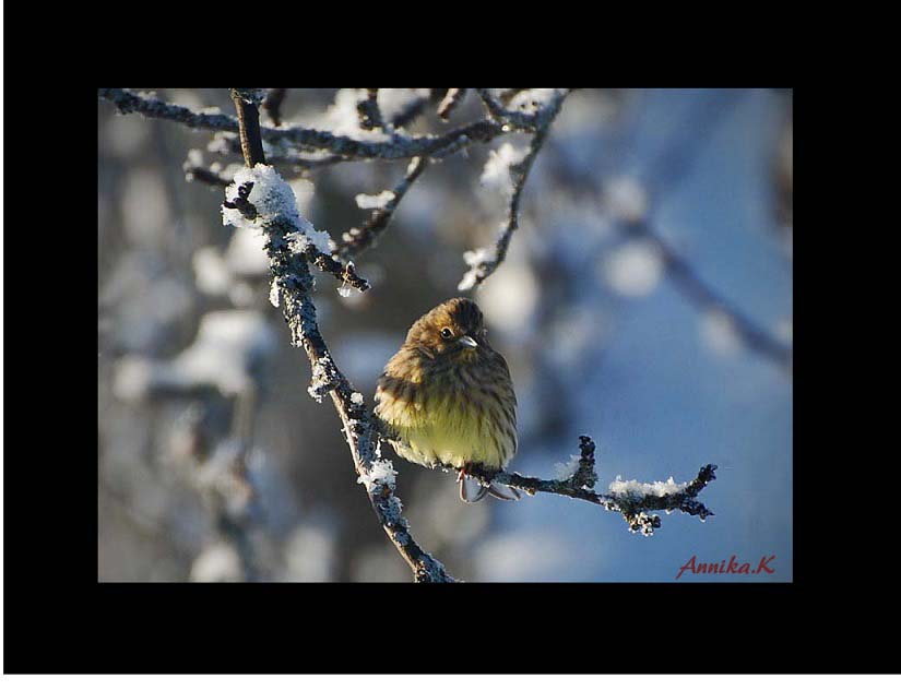 A littel one in the winter tree