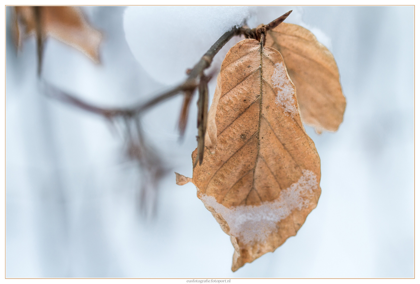 a little beechleaf in a snow-covered forest