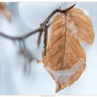 a little beechleaf in a snow-covered forest