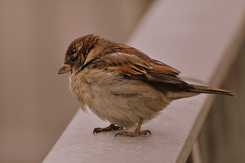 A little bird at the downtown