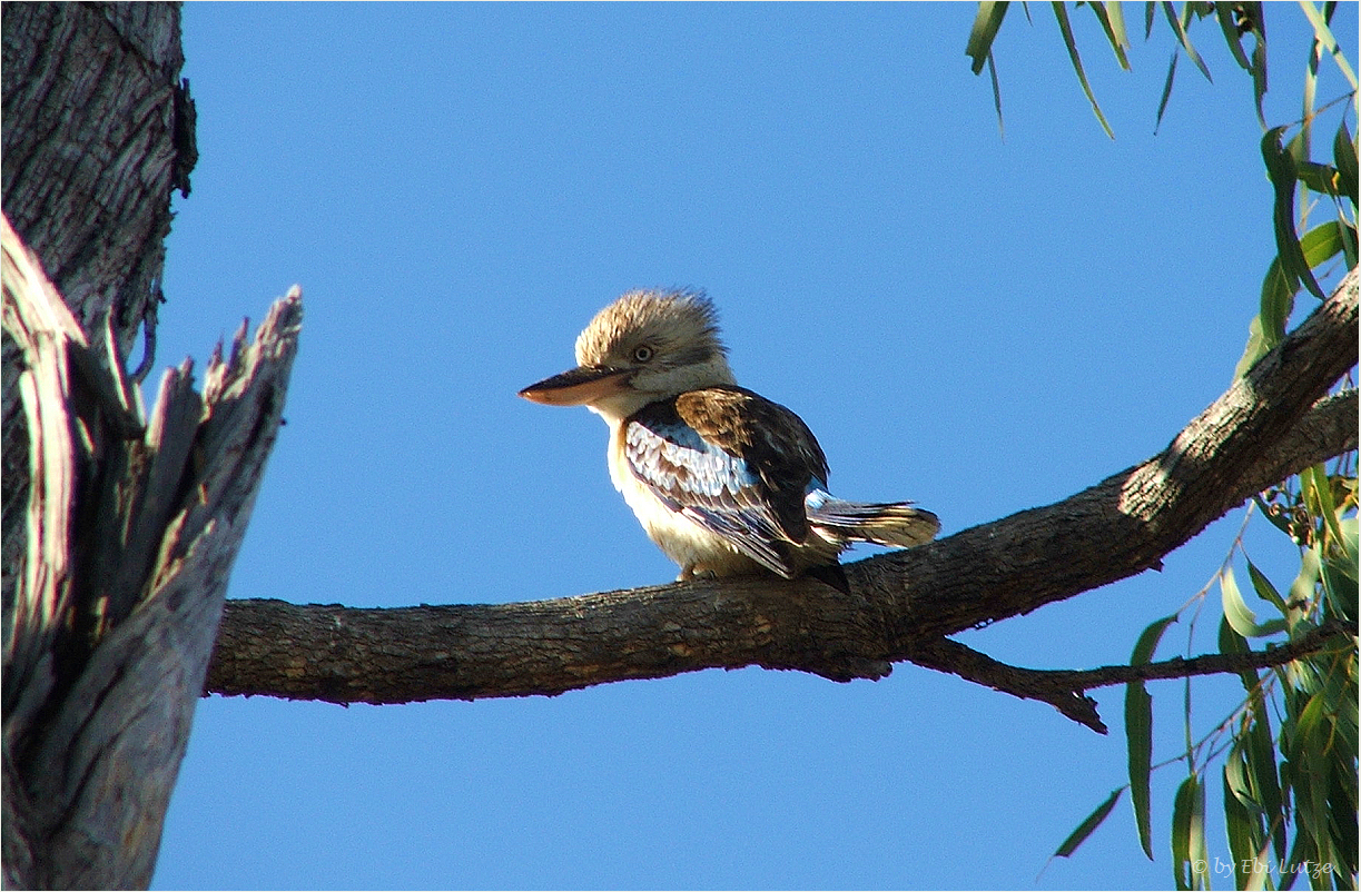 *** A little Birdy  laughed at me / Kookaburra ***