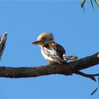 *** A little Birdy  laughed at me / Kookaburra ***