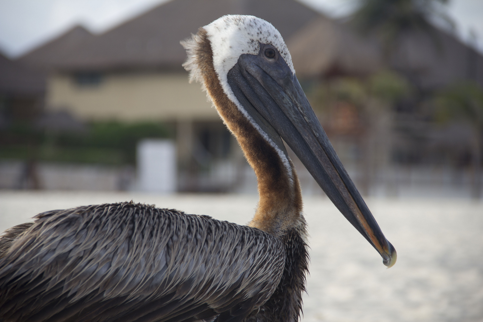 A little bit of mexico's wildlife.