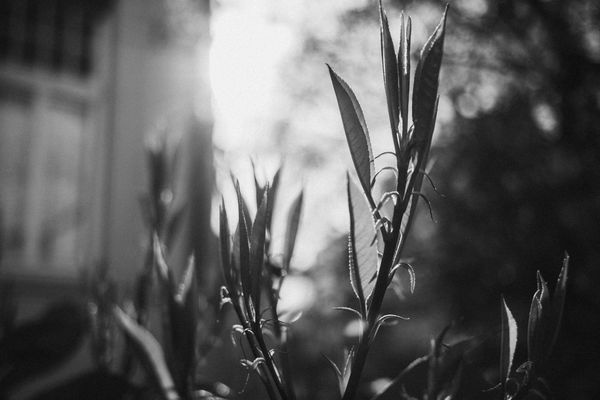 a little bit of spring in the city