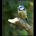 A little Blue tit