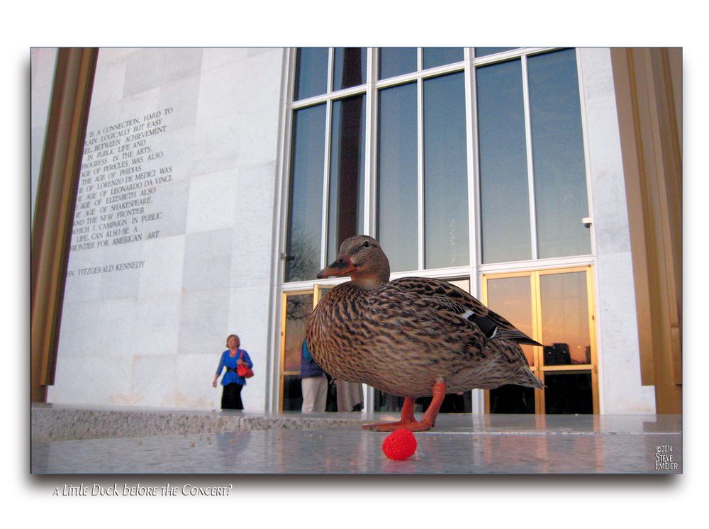 A Little Duck before the Concert?