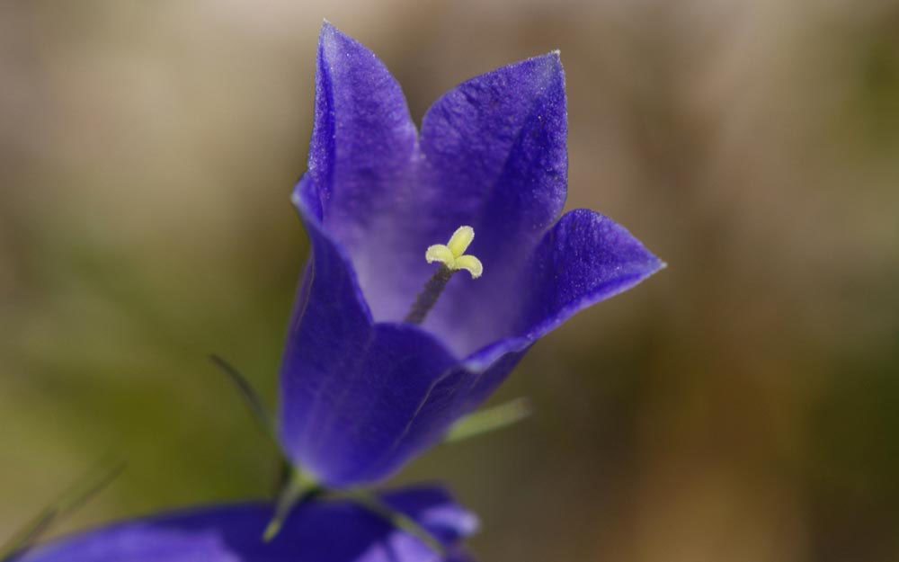 A little flower on a special place in the Karwendel