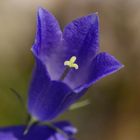 A little flower on a special place in the Karwendel