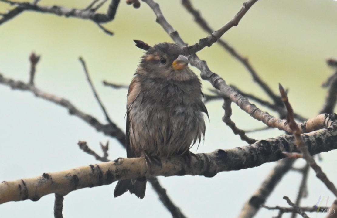 a little fluffy 