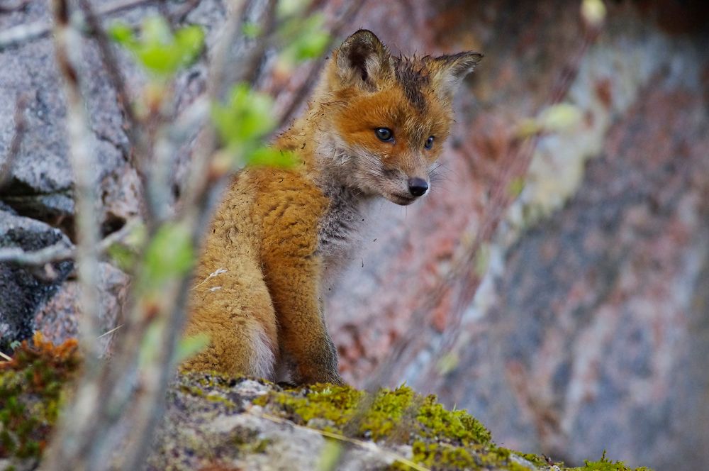 A little fox