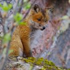 A little fox