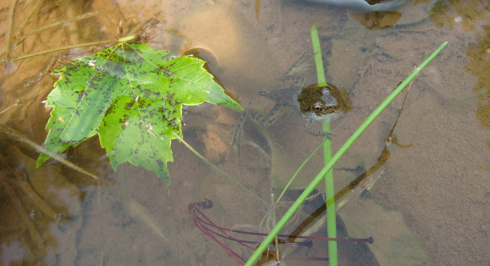 A little frog in the pond