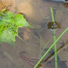 A little frog in the pond