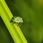 a little green bug