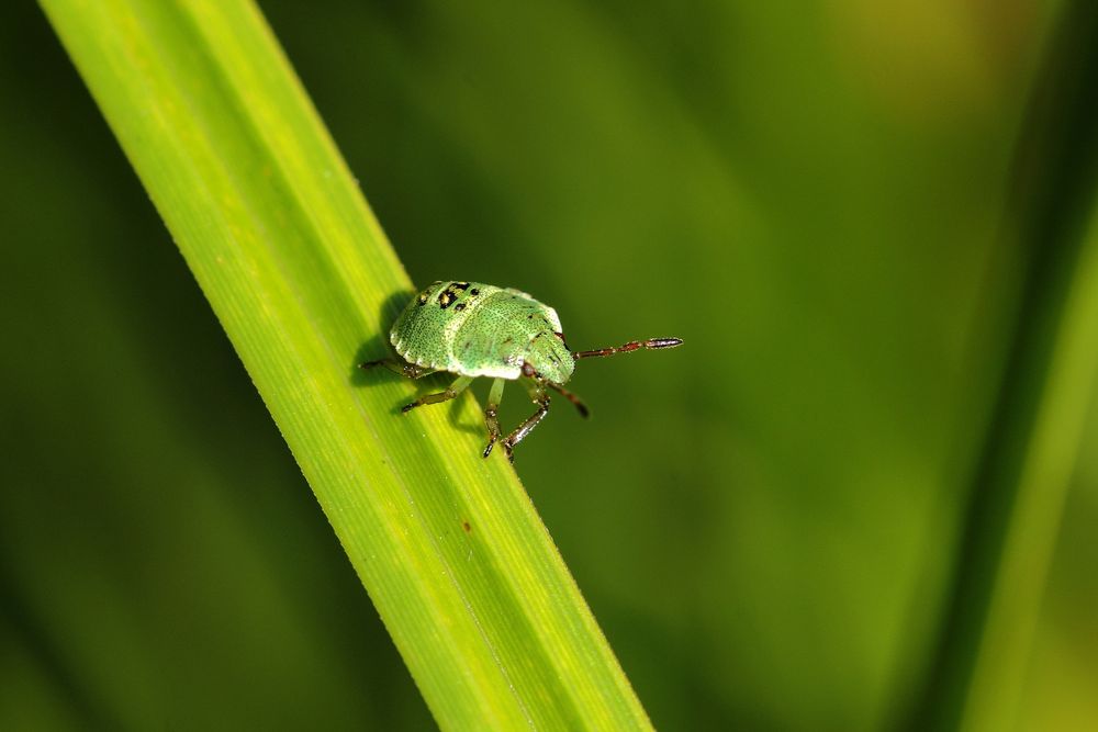 a little green bug