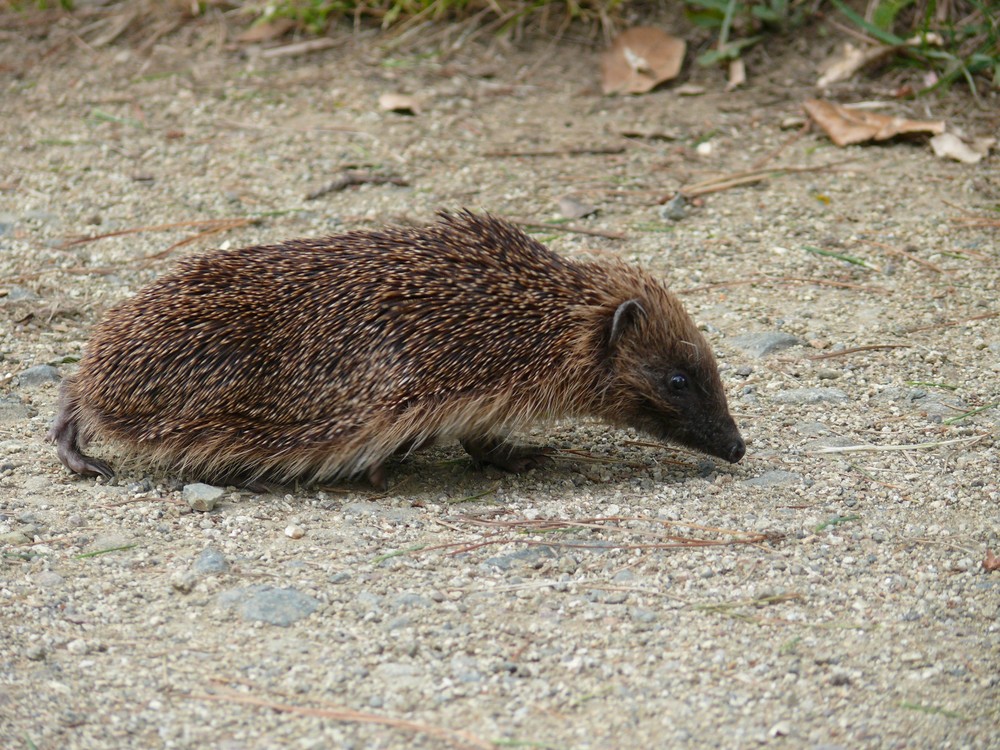 A little hedgehog...