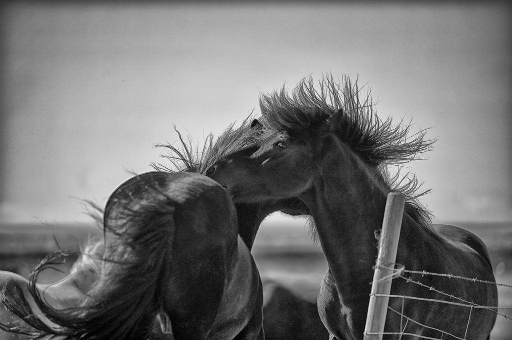 A Little Horse Courting