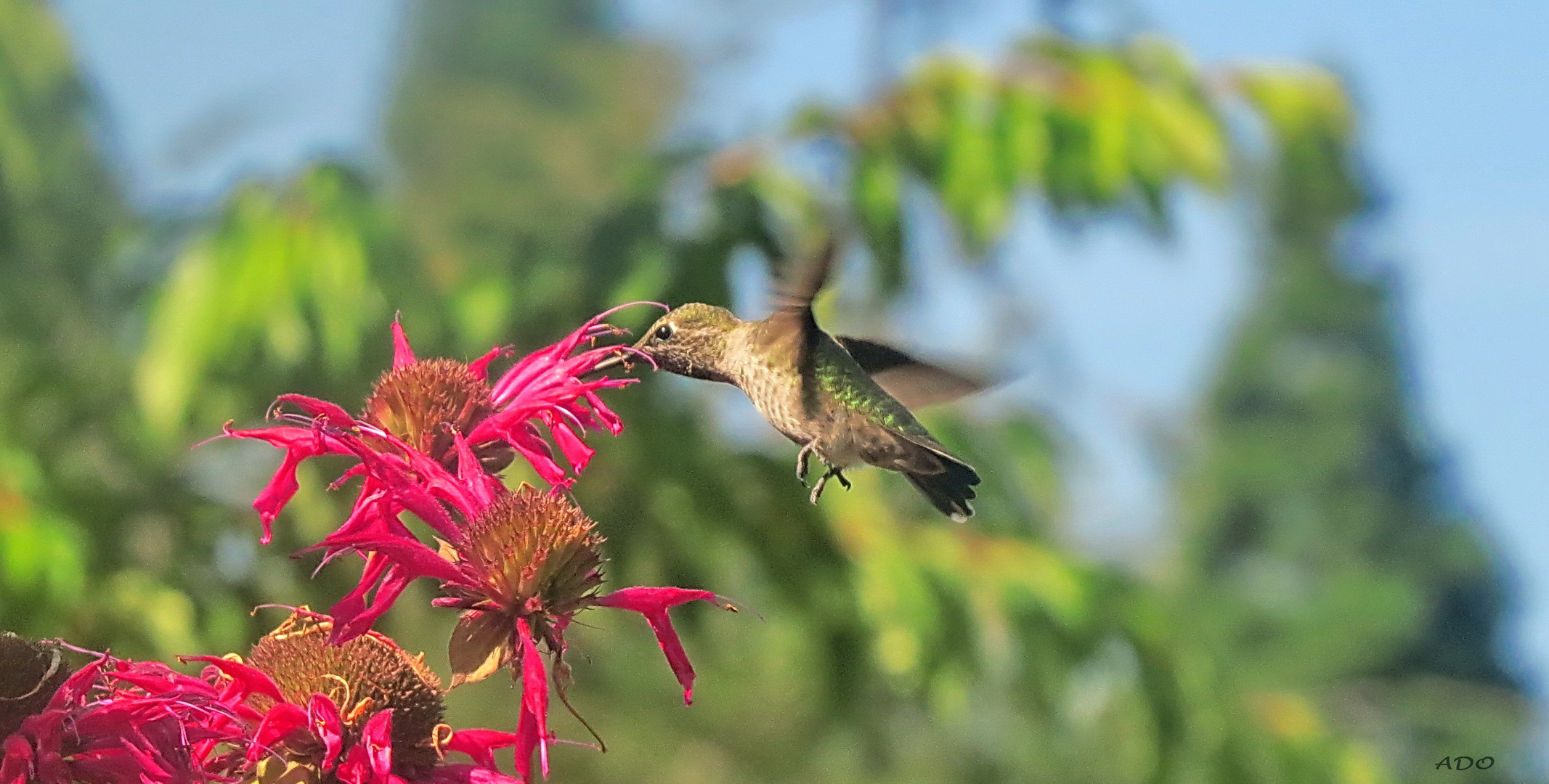 A Little Hummingbird (2)