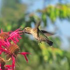 A Little Hummingbird (2)
