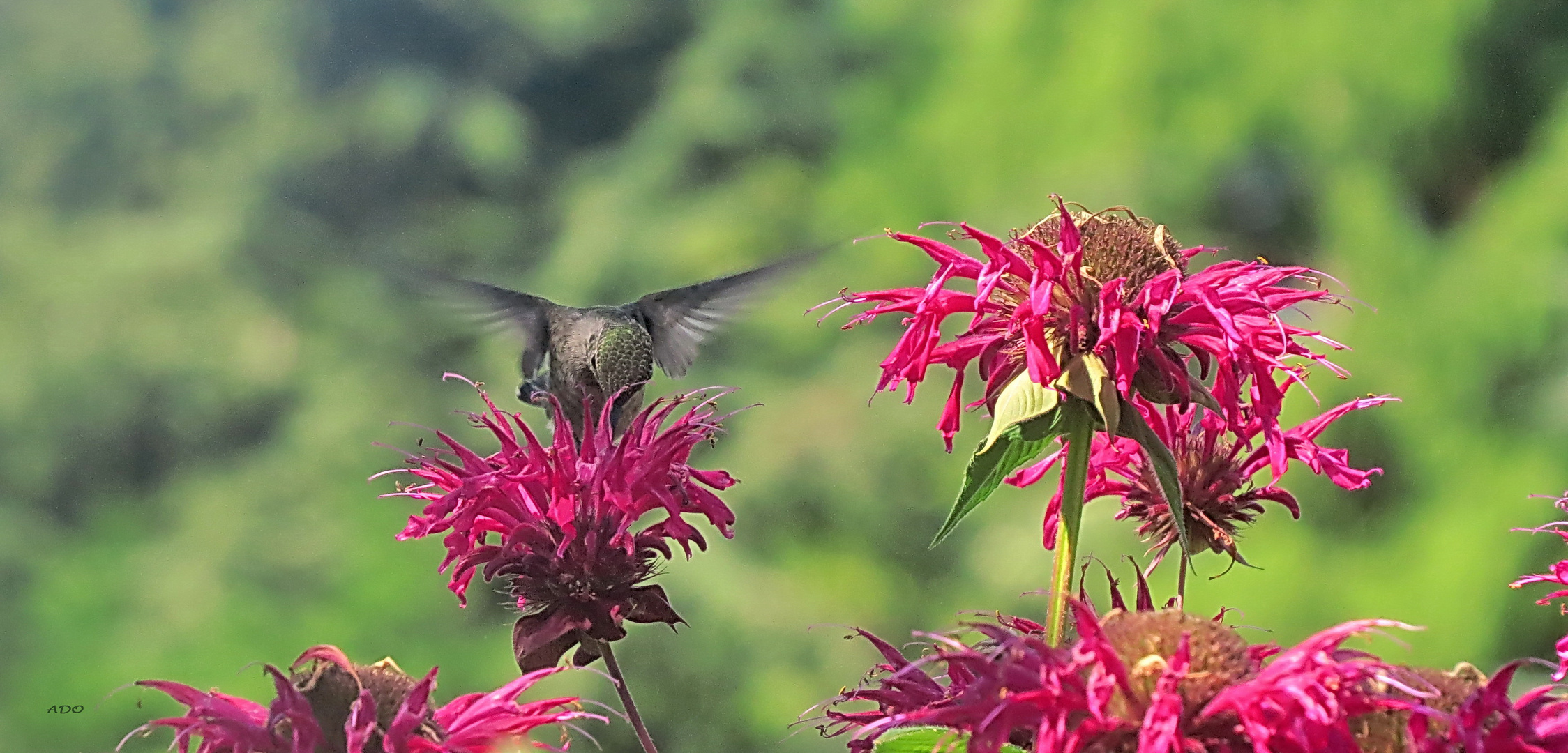 A Little Hummingbird