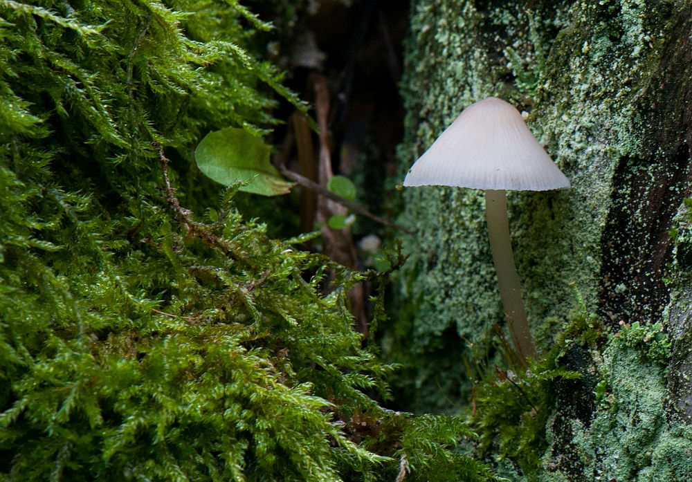 A little lamp