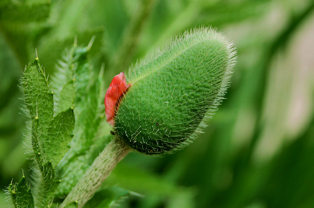 a little red with a lot of green