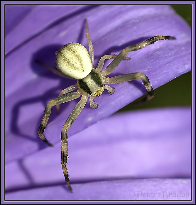 A little spider