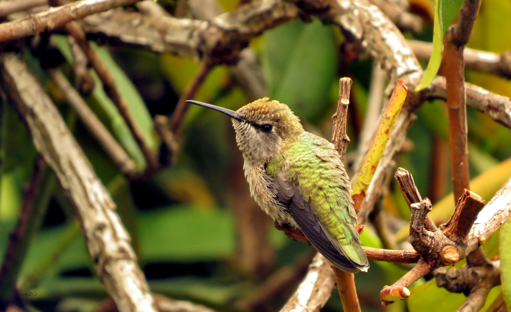 A Little Visitor