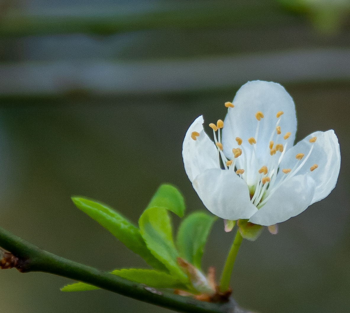 a little white one