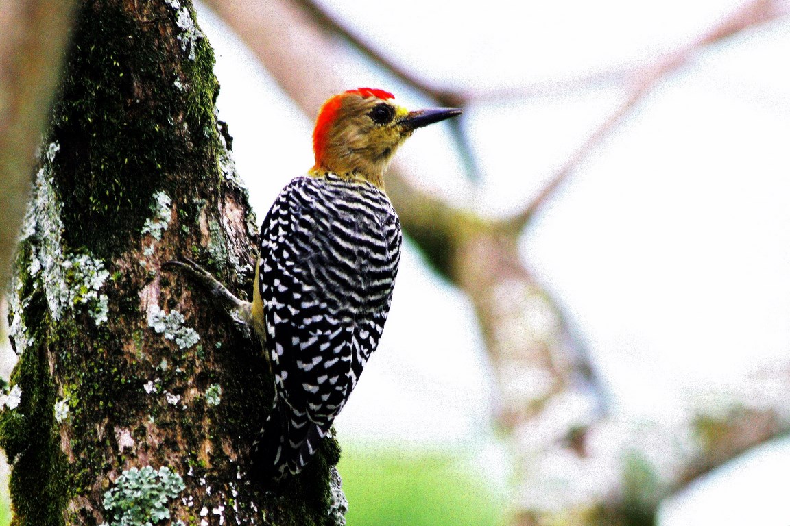 A little woodpecker