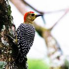 A little woodpecker