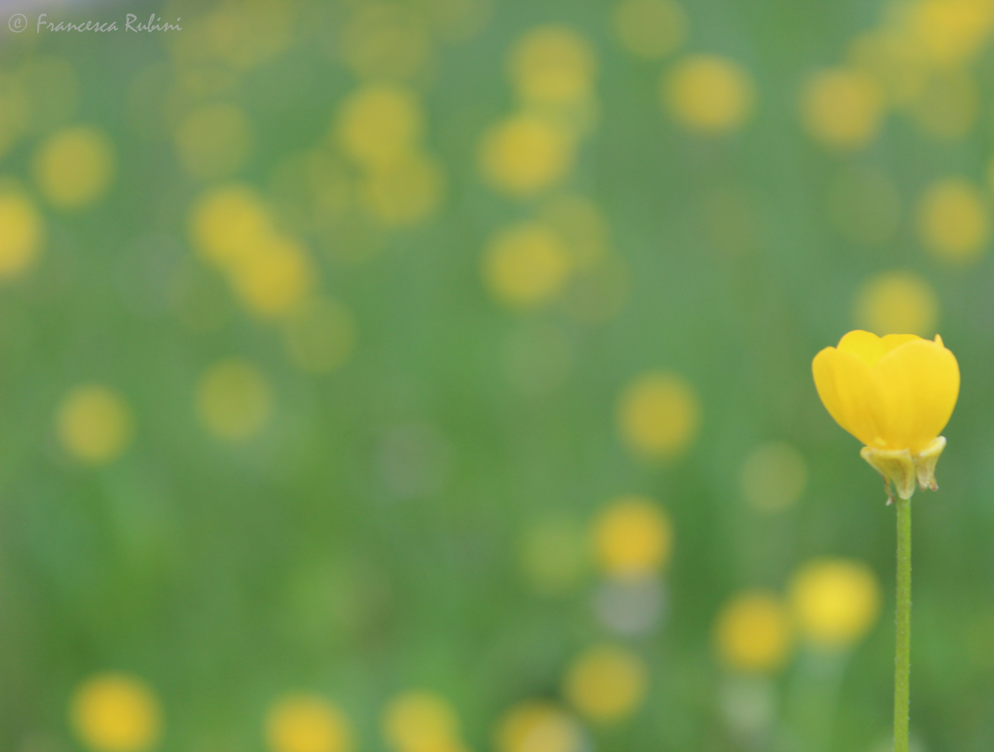 A little yellow flower . ©