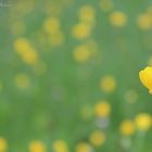 A little yellow flower . ©