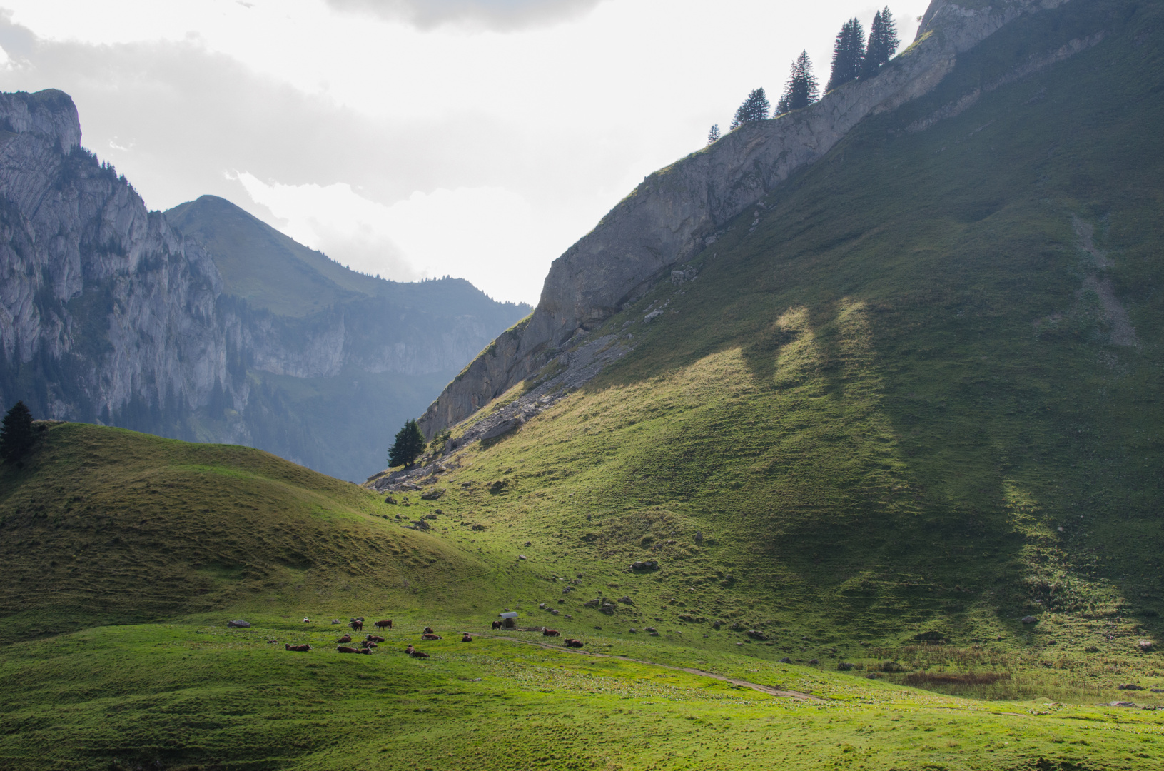 à l'ombre du loup